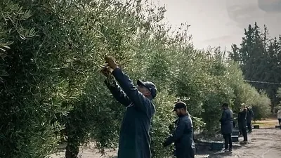 Pickers working through the branches during the olive harvest