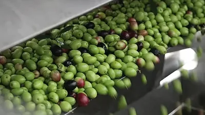 Buah zaitun hijau dan ungu bergerak di atas pelongsor keluli menuju mesin perahan