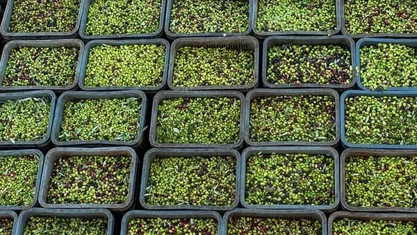 Stacked crates filled with freshly picked green and purple olives
