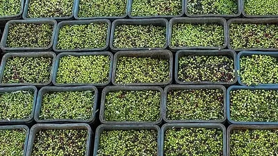 Stacked crates filled with freshly picked green and purple olives