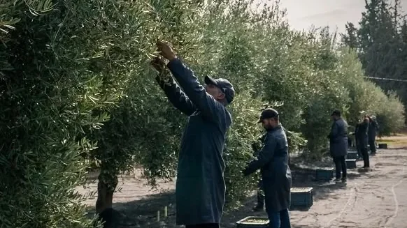 Pickers working through the branches during the olive harvest