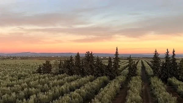 Rows of olive trees in the last light of the afternoon