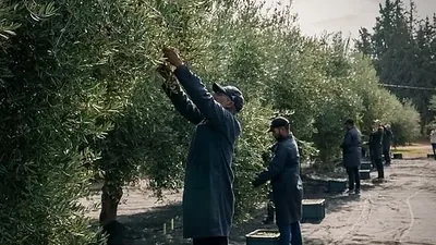Pickers working through the branches during the olive harvest