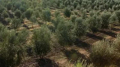 An olive grove seen from above, rows of trees running to the horizon