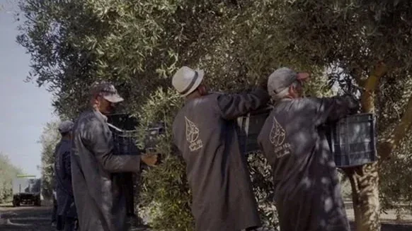 Workers carrying the day's harvest along a track between the olive trees