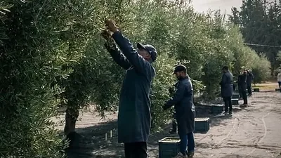 Pickers working through the branches during the olive harvest