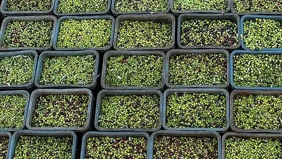 Stacked crates filled with freshly picked green and purple olives