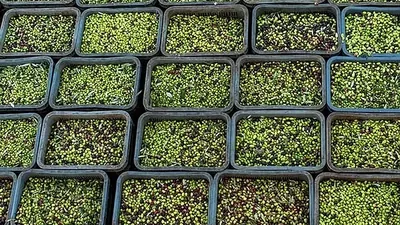 Stacked crates filled with freshly picked green and purple olives