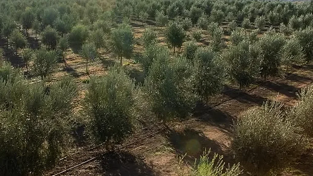 Ladang zaitun dilihat dari atas, barisan pokok memanjang ke ufuk