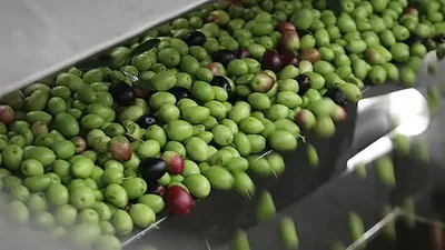 ثمار زيتون خضراء وأرجوانية تنزلق على مجرى فولاذي نحو المعصرة