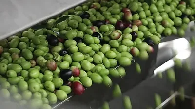 Green and purple olives moving down a stainless chute towards the press