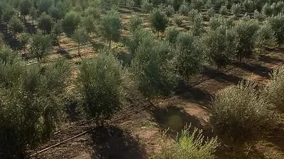Ladang zaitun dilihat dari atas, barisan pokok memanjang ke ufuk