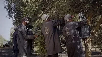 عمال يحملون محصول اليوم على ممر بين أشجار الزيتون