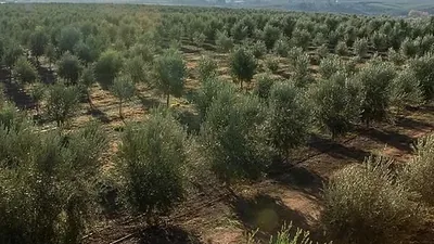 Ladang zaitun dilihat dari atas, barisan pokok memanjang ke ufuk