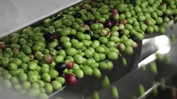 Buah zaitun hijau dan ungu bergerak di atas pelongsor keluli menuju mesin perahan
