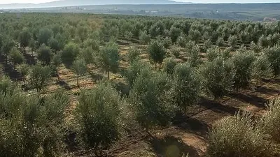 Ladang zaitun dilihat dari atas, barisan pokok memanjang ke ufuk