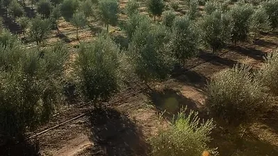 Ladang zaitun dilihat dari atas, barisan pokok memanjang ke ufuk