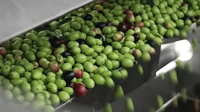 Buah zaitun hijau dan ungu bergerak di atas pelongsor keluli menuju mesin perahan