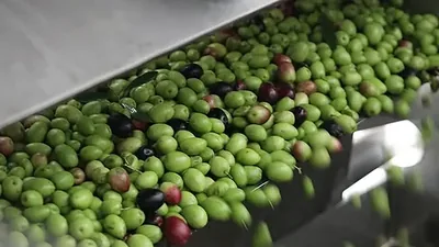 Buah zaitun hijau dan ungu bergerak di atas pelongsor keluli menuju mesin perahan