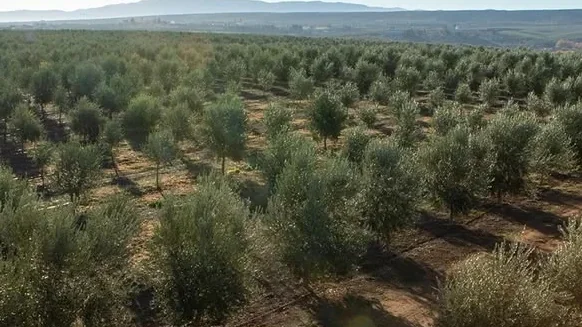 Ladang zaitun dilihat dari atas, barisan pokok memanjang ke ufuk