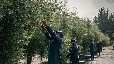 Pekerja menuai zaitun di celah dahan ketika musim tuai