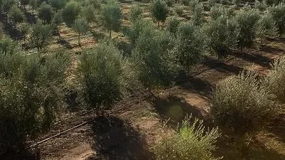 Ladang zaitun dilihat dari atas, barisan pokok memanjang ke ufuk