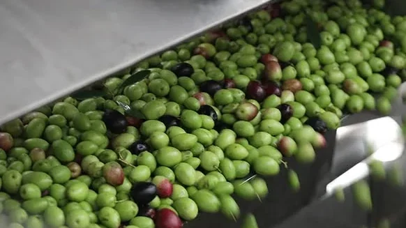 Buah zaitun hijau dan ungu bergerak di atas pelongsor keluli menuju mesin perahan