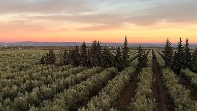 Rows of olive trees in the last light of the afternoon
