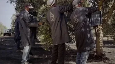 Workers carrying the harvest along a track between the olive trees