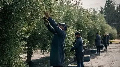Pickers working through the branches during the olive harvest