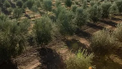 An olive grove seen from above, rows of trees running to the horizon