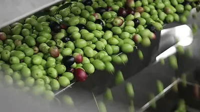 Green and purple olives moving down a stainless chute towards the press