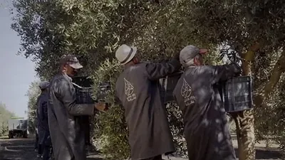 Workers carrying the harvest along a track between the olive trees