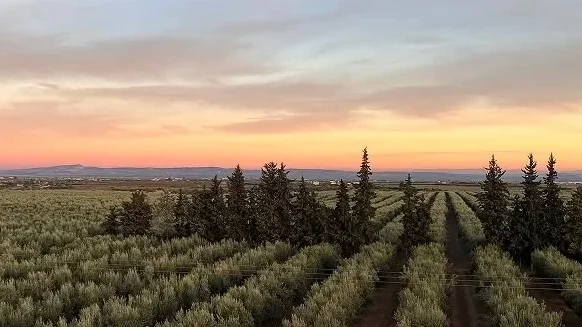 Rows of olive trees in the last light of the afternoon