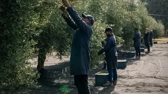 Pickers working through the branches during the olive harvest
