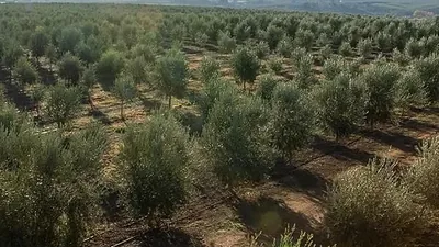 An olive grove seen from above, rows of trees running to the horizon