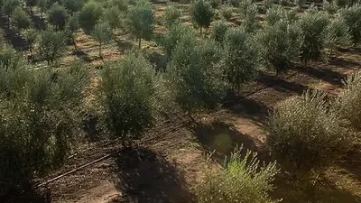An olive grove seen from above, rows of trees running to the horizon