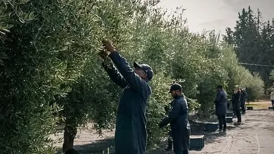 Pickers working through the branches during the olive harvest