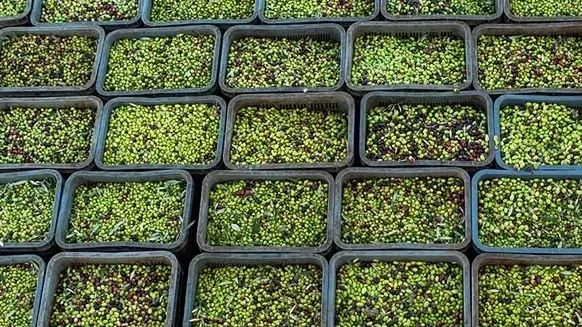 Stacked crates filled with freshly picked green and purple olives