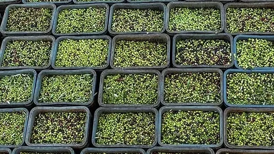 Stacked crates filled with freshly picked green and purple olives