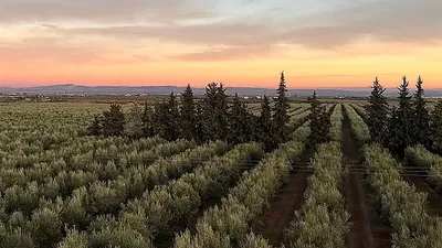 Rows of olive trees in the last light of the afternoon