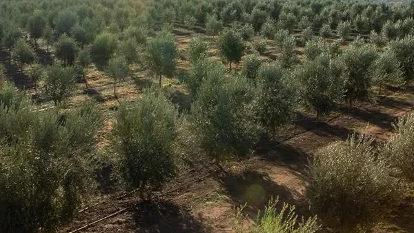 بستان زيتون من الأعلى، وصفوف الأشجار ممتدة نحو الأفق