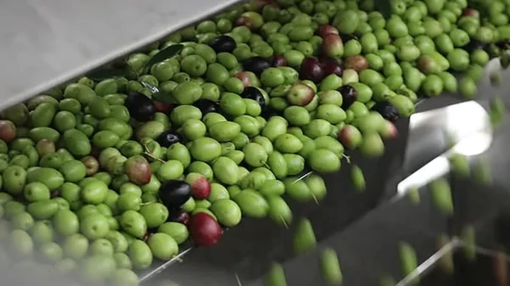 Green and purple olives moving down a stainless chute towards the press