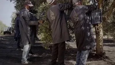 Workers carrying the harvest along a track between the olive trees
