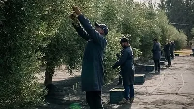 Pickers working through the branches during the olive harvest