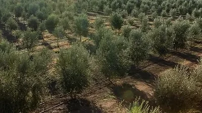 An olive grove seen from above, rows of trees running to the horizon