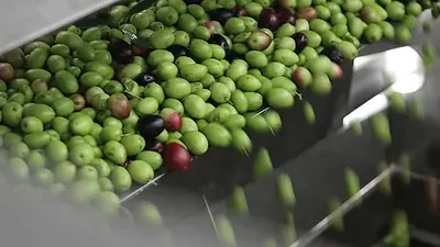 Green and purple olives moving down a stainless chute towards the press