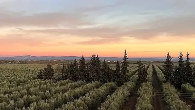 Rows of olive trees in the last light of the afternoon