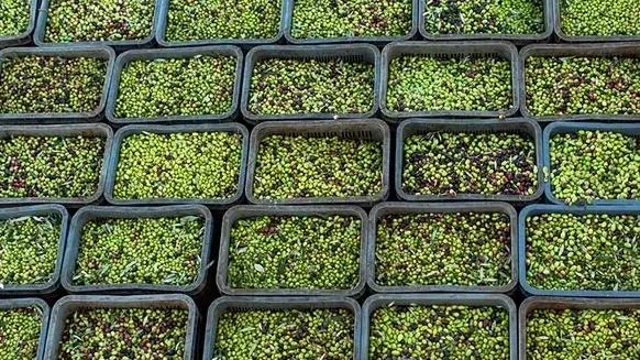 Stacked crates filled with freshly picked green and purple olives