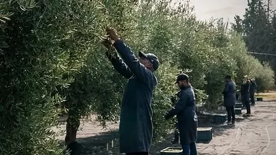 Pickers working through the branches during the olive harvest